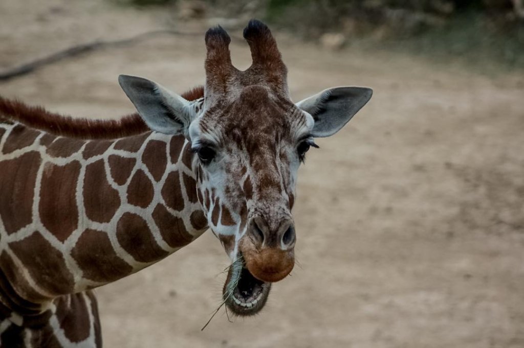 A close-up of a giraffe with its mouth open, chewing on grass in McLennan County, Texas.