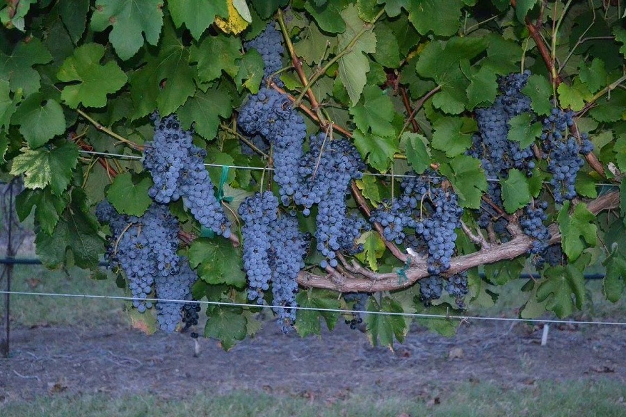 Clusters of ripe dark purple grapes hanging from a vine in a vineyard in McLennan County, Texas.