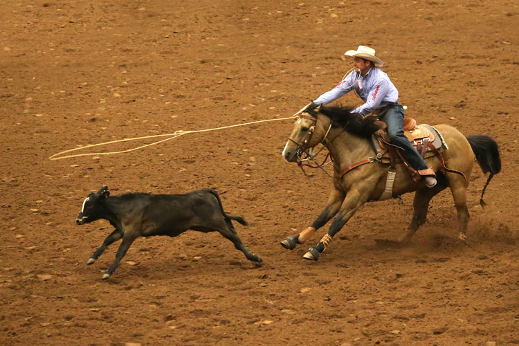 A cowboy on horseback throws a lasso at a calf in a rodeo arena in McLennan County, Texas.