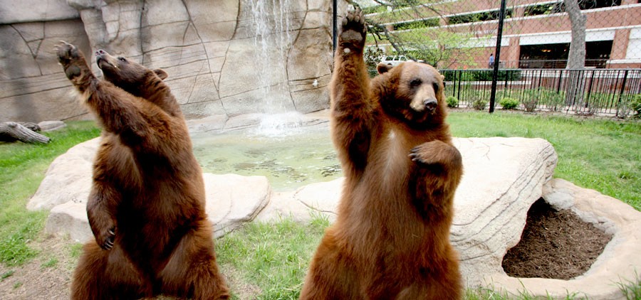 Two brown bears standing on their hind legs in an enclosure with a waterfall in McLennan County, Texas.