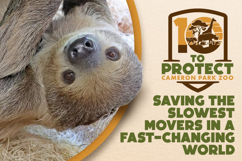 A close-up of a sloth hanging upside down next to zoo conservation text in McLennan County, Texas.