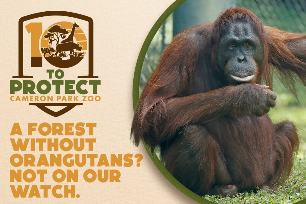 An orangutan sits beside a conservation campaign sign for Cameron Park Zoo in McLennan County, Texas.