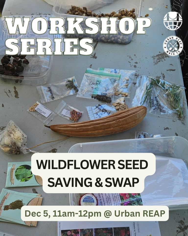 A table covered with various seed packets and a dried loofah for a seed swap in McLennan County, Texas.