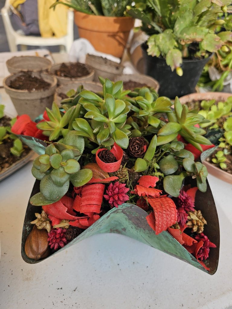 A star-shaped metal planter filled with succulents, red wood shavings, and small pinecones in McLennan County, Texas.